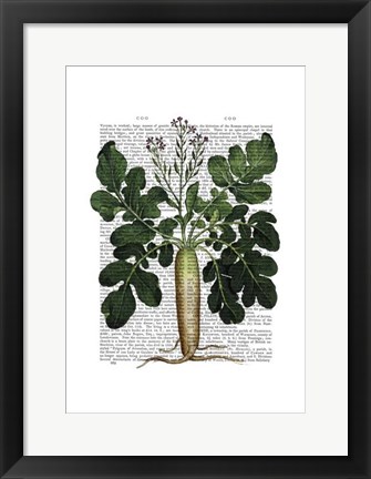 Framed Parsnip 2 Print