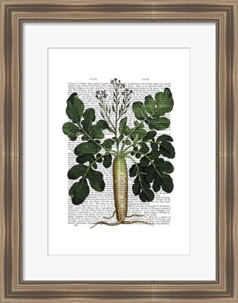 Framed Parsnip 2 Print