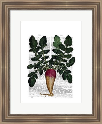 Framed Turnip Print