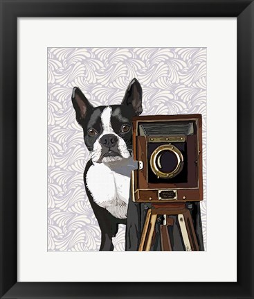 Framed Boston Terrier Photographer Print