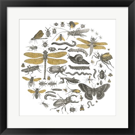 Framed Insect Circle I Print