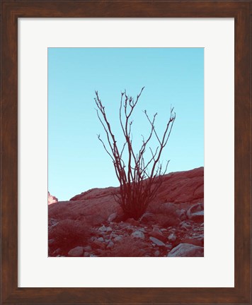 Framed Desert Plant Print