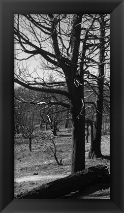 Framed Burned Trees Print