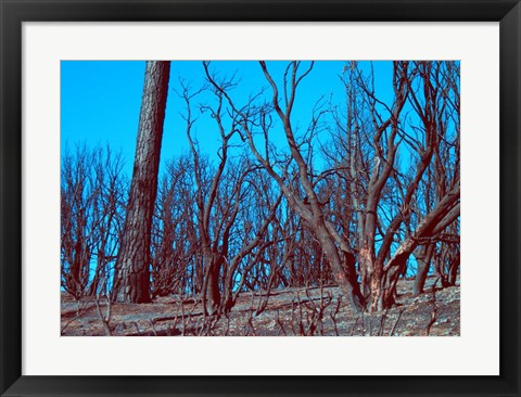 Framed Burned Trees And A Sky Print