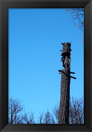 Framed Tree Trunk Burned Print