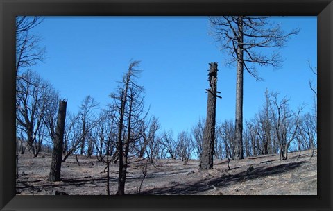 Framed Burned Trees In California Print