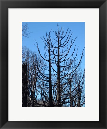 Framed Burned Trees 2 Print