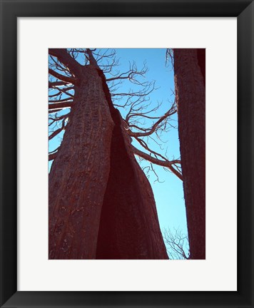 Framed Burned Trees 6 Print