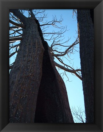 Framed Burned Trees 7 Print