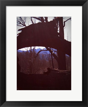 Framed Burned Trees 9 Print