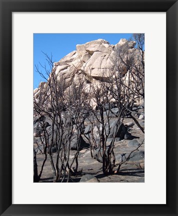 Framed Burned Forest 3 Print