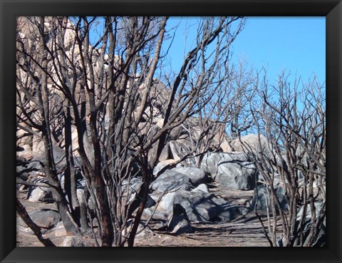 Framed Burned Forest 6 Print