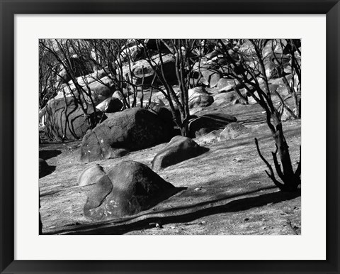 Framed Burned Forest 8 Print