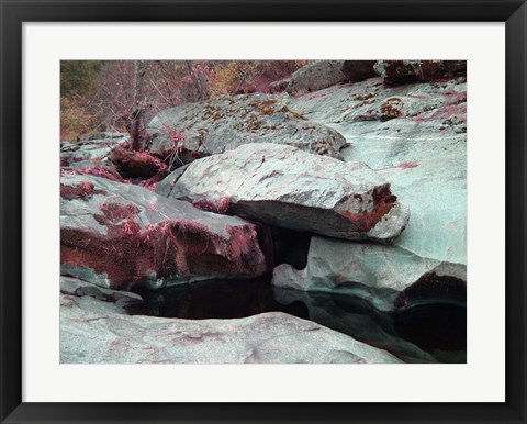 Framed Sierra Nevada Forest Print