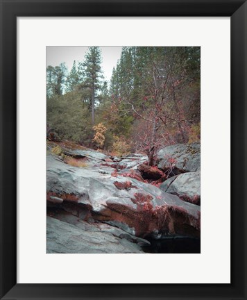 Framed Sierra Nevada Forest 1 Print