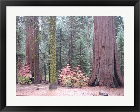 Framed Sequoia Trees Print