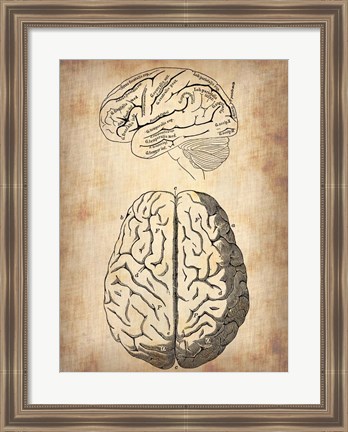 Framed Vintage Brain Anatomy Print