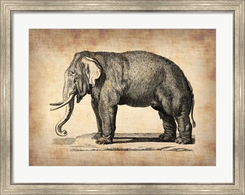 Framed Vintage Elephant Print