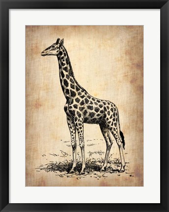 Framed Vintage Giraffe Print