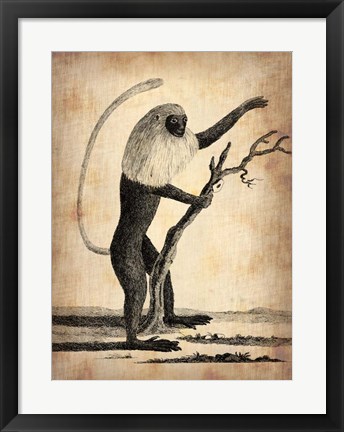 Framed Vintage Monkey Print