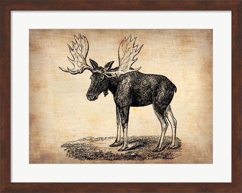 Framed Vintage Moose Print