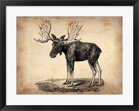 Framed Vintage Moose Print