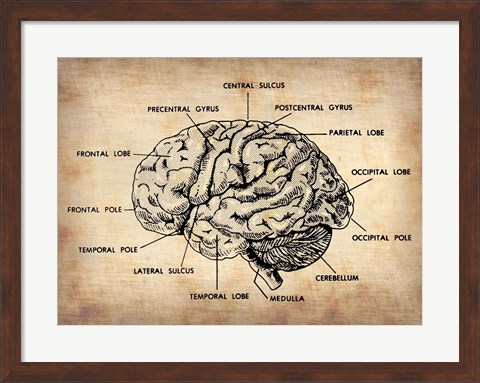 Framed Vintage Brain Map Anatomy Print