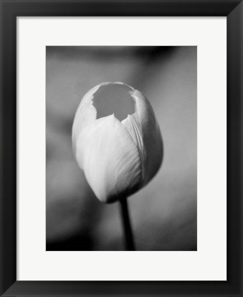 Framed Floral Portrait I Print