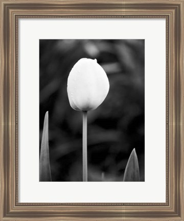 Framed Floral Portrait III Print