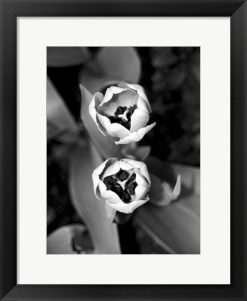 Framed Floral Portrait IV Print