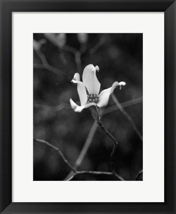 Framed Floral Portrait V Print