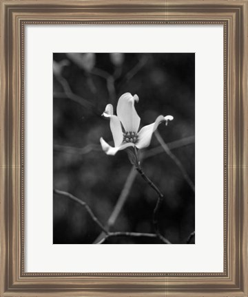 Framed Floral Portrait V Print