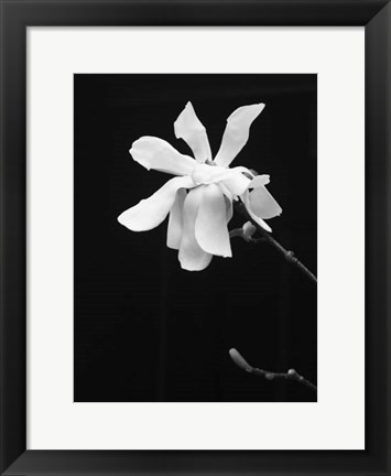 Framed Floral Portrait VII Print