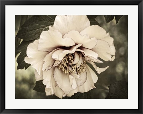 Framed Golden Era Peony IV Print