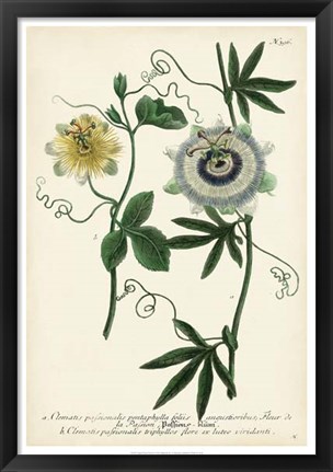 Framed Antique Passion Flower II Print