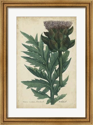 Framed Weinmann Foliage &amp; Fruit II Print