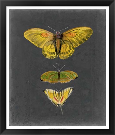 Framed Butterflies on Slate I Print