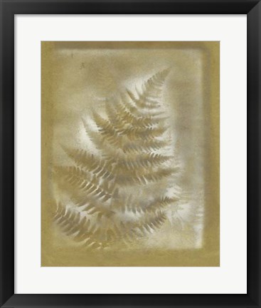 Framed Shadows &amp; Ferns III Print