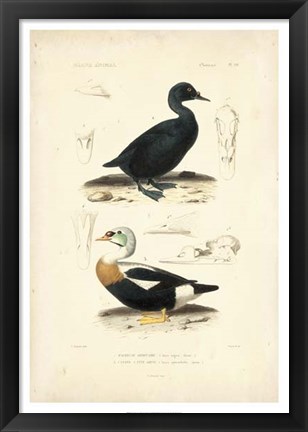 Framed Antique Duck Study I Print