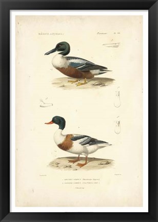 Framed Antique Duck Study II Print