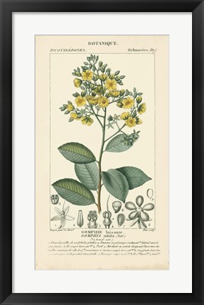 Framed Botanique Study in Yellow II Print