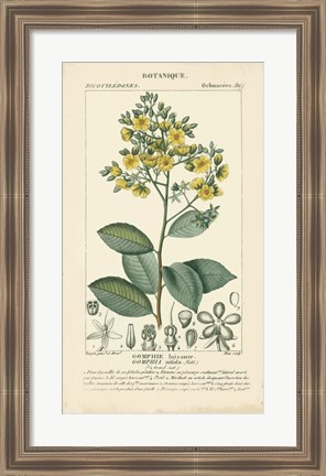 Framed Botanique Study in Yellow II Print