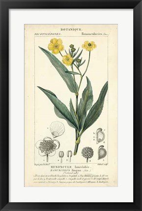 Framed Botanique Study in Yellow III Print