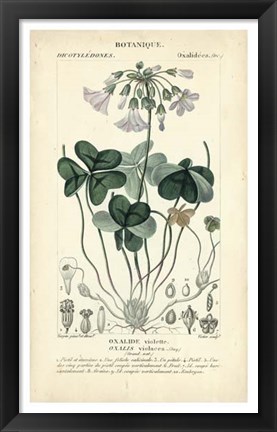 Framed Botanique Study in Lavender I Print