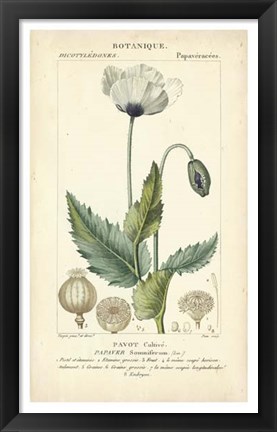 Framed Botanique Study in Lavender II Print
