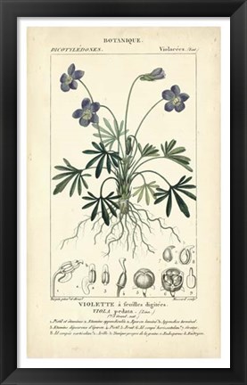 Framed Botanique Study in Lavender IV Print