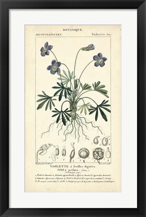 Framed Botanique Study in Lavender IV Print