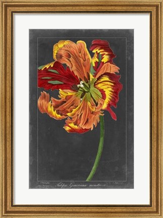 Framed Midnight Tulip I Print