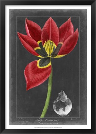 Framed Midnight Tulip II Print