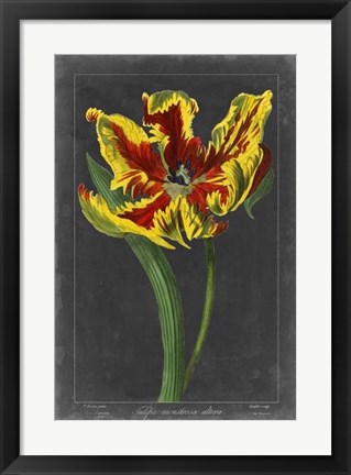 Framed Midnight Tulip III Print